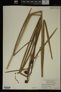 Sparganium eurycarpum image