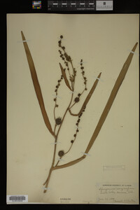 Sparganium eurycarpum image
