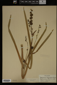 Sparganium eurycarpum image