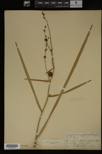 Sparganium eurycarpum image