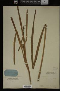 Sparganium eurycarpum image