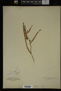 Sparganium eurycarpum image