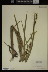 Sparganium eurycarpum image