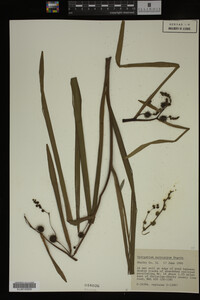 Sparganium eurycarpum image