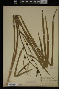 Sparganium eurycarpum image