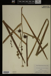 Sparganium eurycarpum image