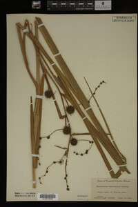 Sparganium eurycarpum image