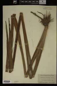 Sparganium eurycarpum image