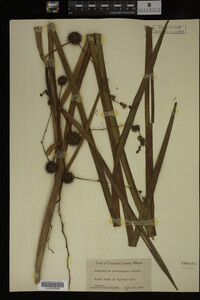 Sparganium eurycarpum image