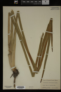 Sparganium eurycarpum image