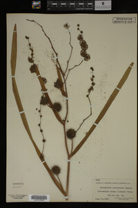 Sparganium eurycarpum image