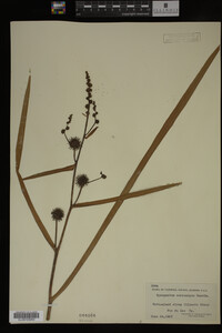 Sparganium eurycarpum image