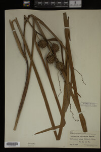 Sparganium eurycarpum image