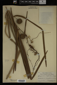 Sparganium eurycarpum image