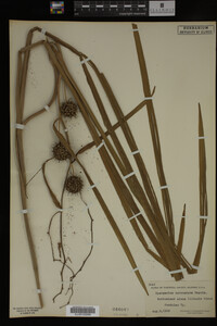 Sparganium eurycarpum image