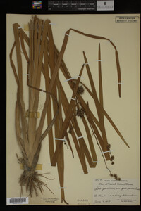 Sparganium eurycarpum image