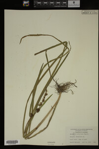 Sparganium eurycarpum image