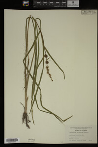Sparganium eurycarpum image