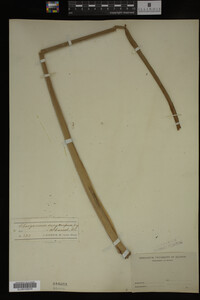 Sparganium eurycarpum image