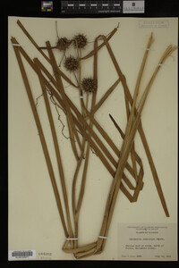 Sparganium eurycarpum image