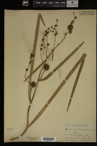 Sparganium eurycarpum image