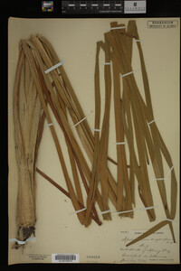 Sparganium eurycarpum image