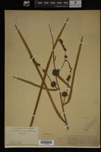 Sparganium eurycarpum image