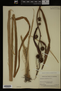 Sparganium eurycarpum image