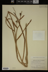 Sparganium eurycarpum image