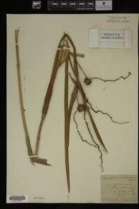 Sparganium eurycarpum image