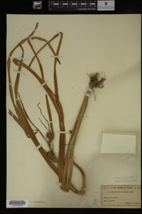 Sparganium eurycarpum image