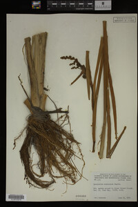 Sparganium eurycarpum image