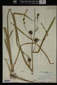 Sparganium eurycarpum image