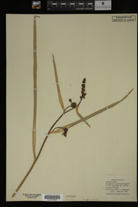 Sparganium eurycarpum image