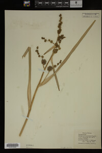 Sparganium eurycarpum image
