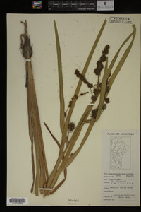 Sparganium eurycarpum image