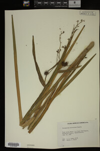 Sparganium eurycarpum image