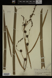 Sparganium eurycarpum image
