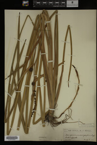 Sparganium eurycarpum image