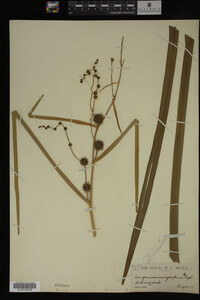 Sparganium eurycarpum image