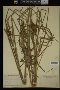 Sparganium eurycarpum image