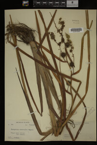 Sparganium eurycarpum image