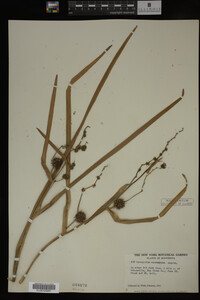 Sparganium eurycarpum image