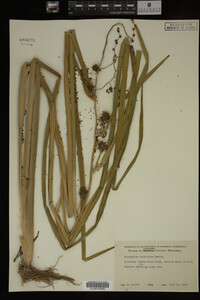 Sparganium eurycarpum image