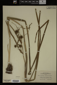 Sparganium eurycarpum image