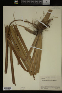 Sparganium eurycarpum image