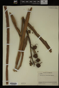 Sparganium eurycarpum image