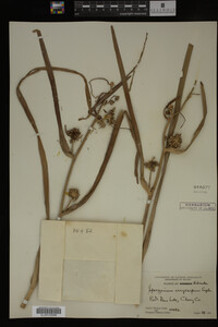 Sparganium eurycarpum image