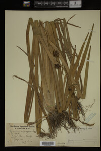 Sparganium eurycarpum image