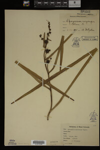 Sparganium eurycarpum image